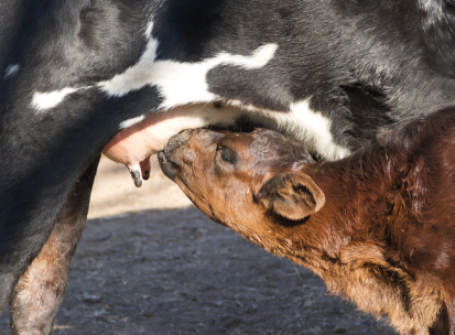 calf sent milk from the cow in the field 1 blog,ganando,noticias