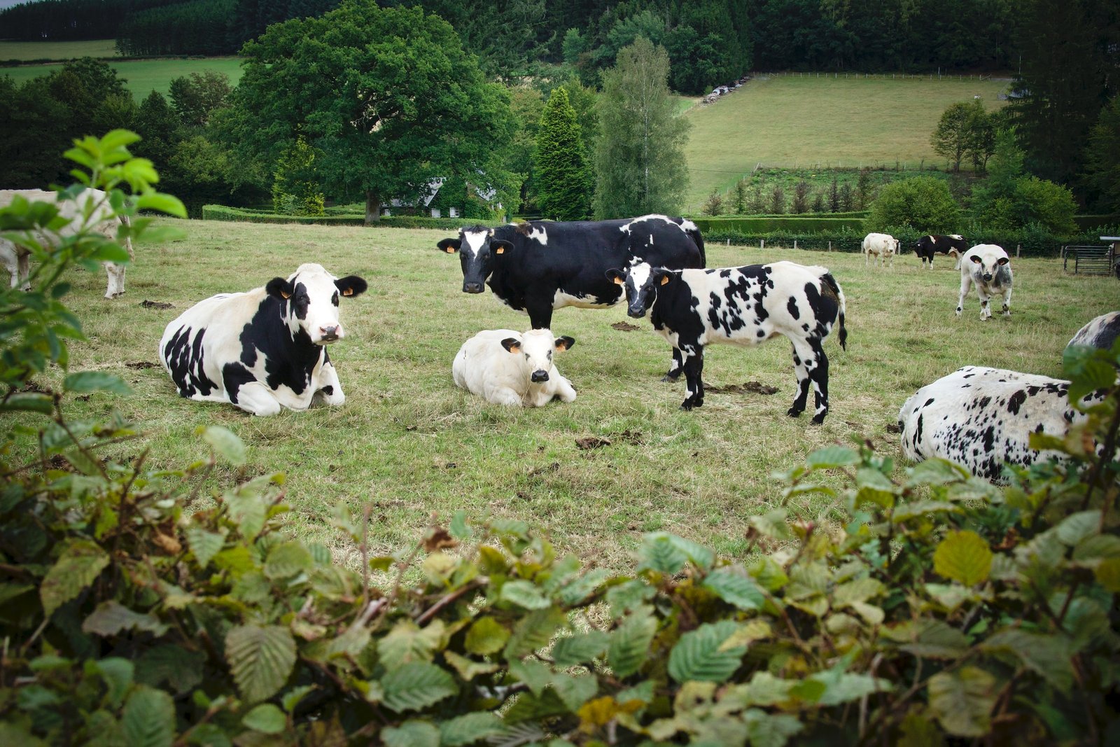 9 razas de ganado productoras de carne y leche blog,ganando,noticias