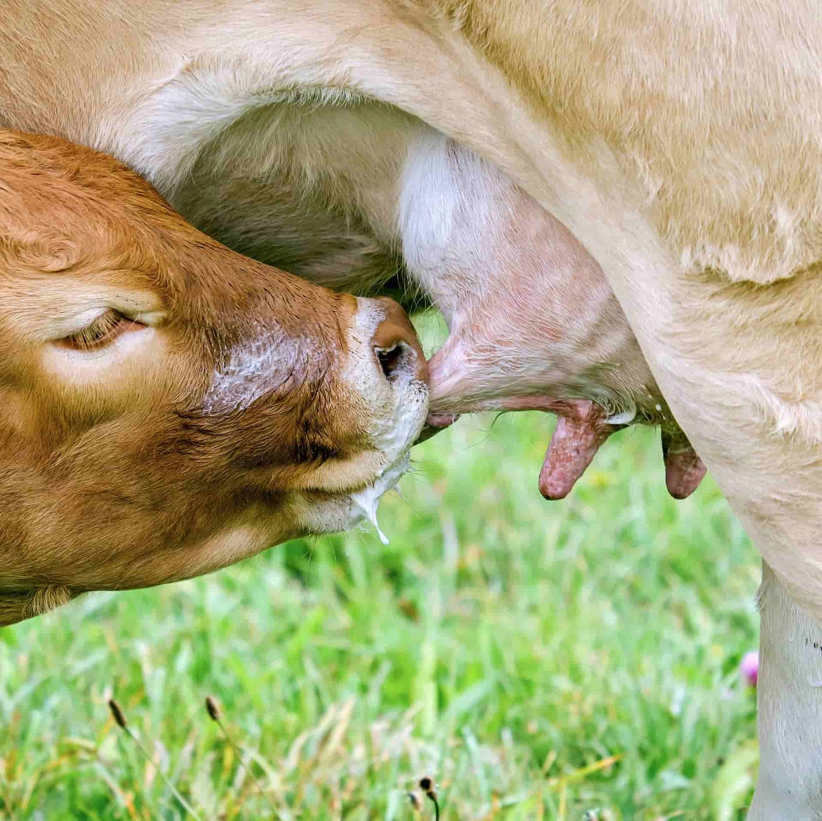 Cómo mejorar la fertilidad en las vacas lecheras