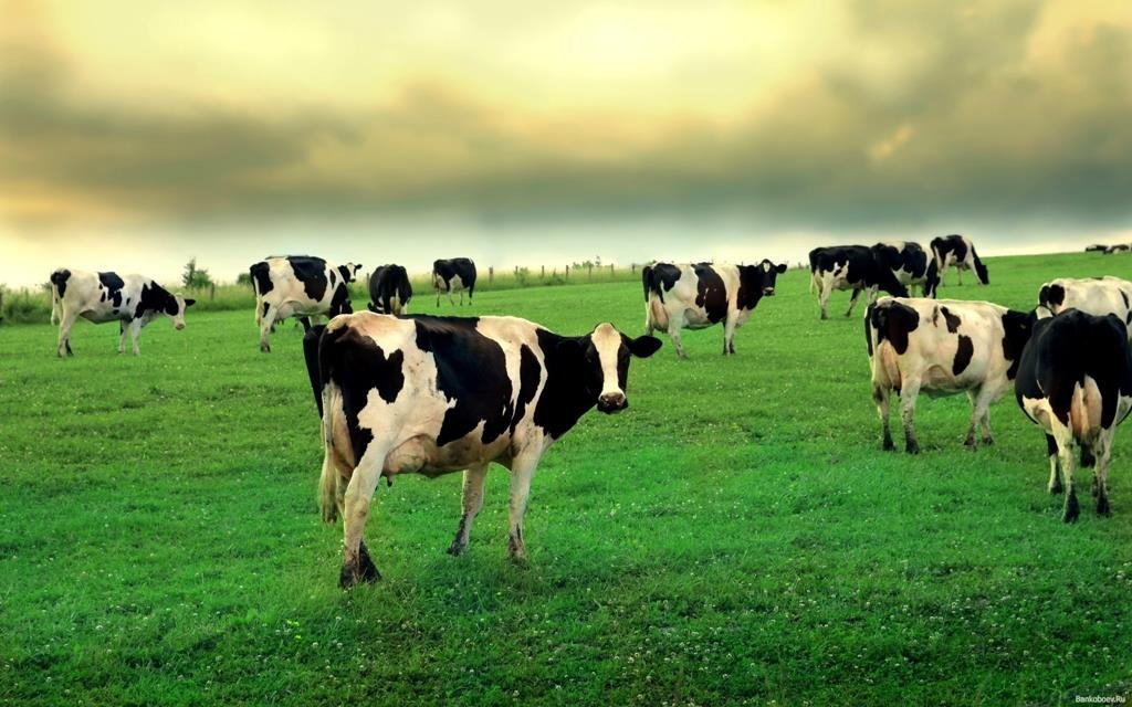 Importancia de la ganadería en el medio ambiente